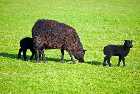 黑色的在苏格兰一个农场放牧的羊绵白色绿图片