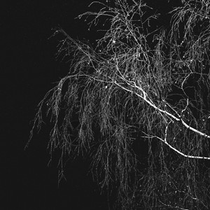 天空黑暗的桦木色背景没有叶子的白色大环形树枝图片