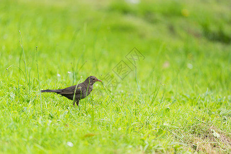 图尔杜斯动物夏天在绿草中行走的女普通黑鸟图片