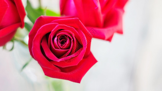 二月花瓶中的红玫瑰木头色的图片