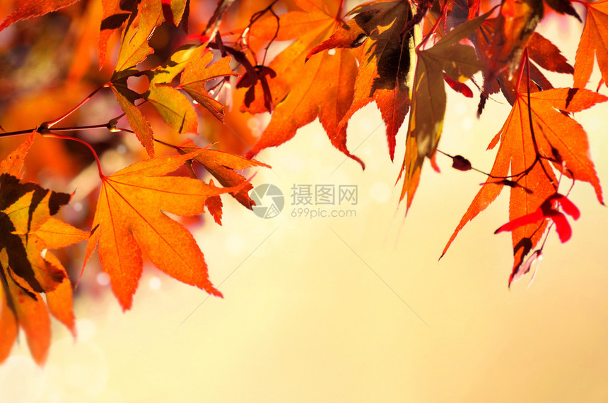 秋天落下的树叶图片