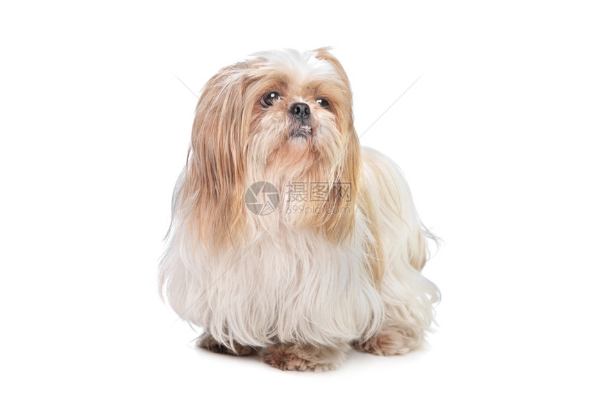 犬类白色背景面前的长发小狗头品种图片