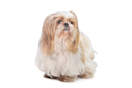 犬类白色背景面前的长发小狗头品种图片