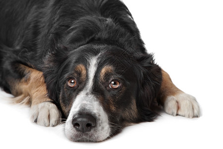 在白色背景面前的牧羊犬白种背景前的牧羊犬人们动物图片