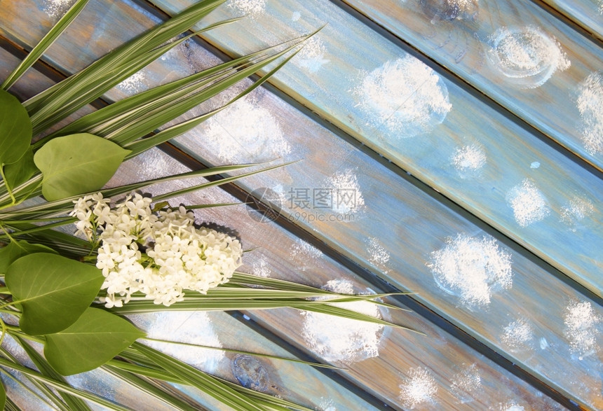叶子蓝色木质背景中的白丁香和绿草一种作品图片