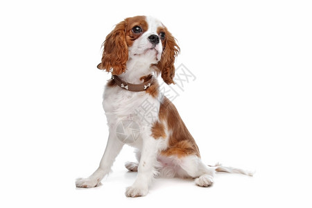 狗宠物骑士国王查尔斯猎犬在白色背景前的骑士国王查尔斯猎犬背景图片
