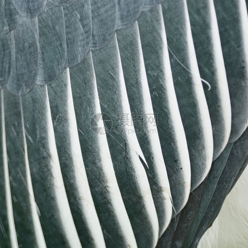 质地鹳阮詹纹理抽象背景大副官Leptoptoptilosdubius的羽毛图片