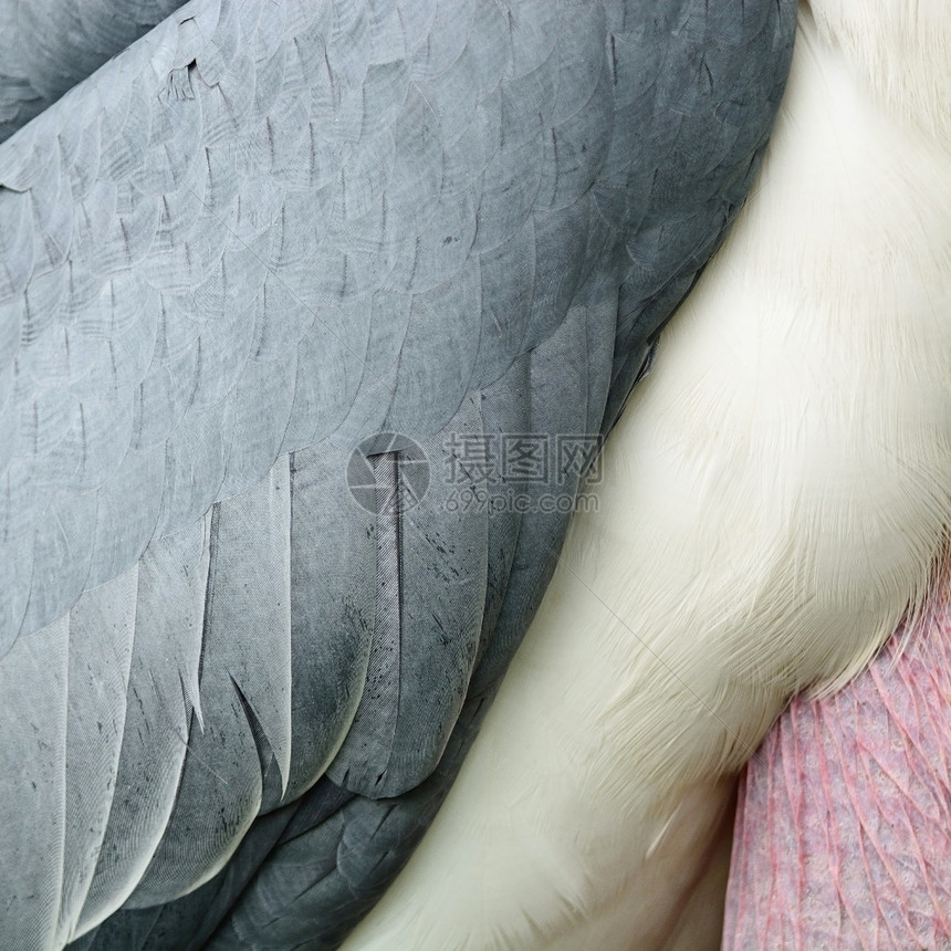 动物纹理抽象背景大副官Leptoptoptilosdubius的羽毛质地抽象图片