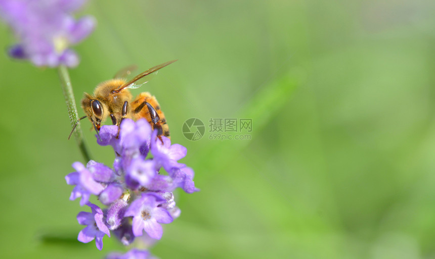 蜜蜂在薰衣草上采蜂蜜图片