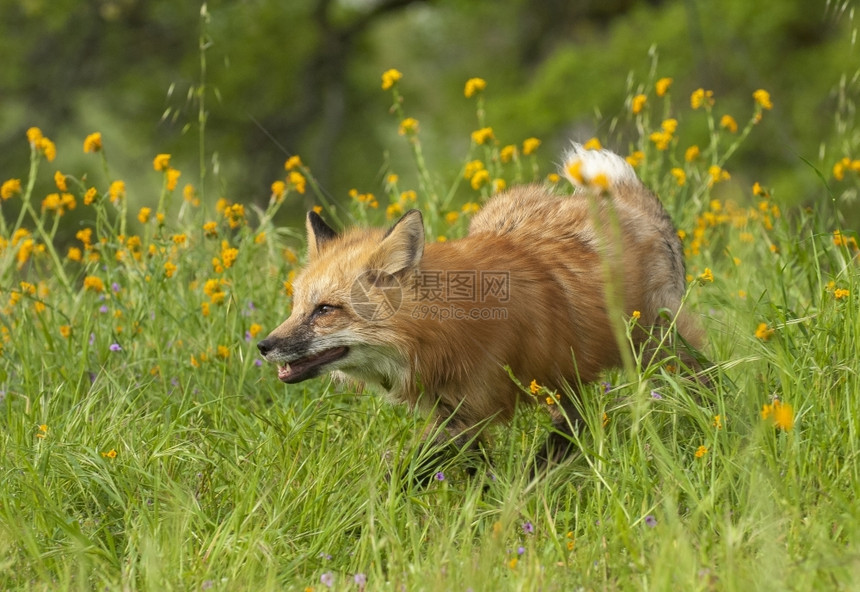 亨德森毛皮蓬松的红狐狸春天在绿草和黄色花朵中奔跑图片