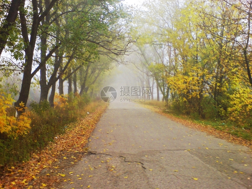 秋天早晨的薄雾森林图片