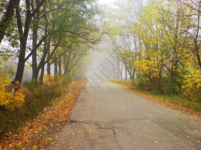 秋天早晨的薄雾森林图片