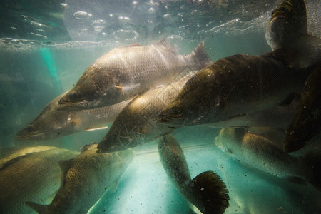 游泳的捕快鱼生活在水族馆海洋美丽图片