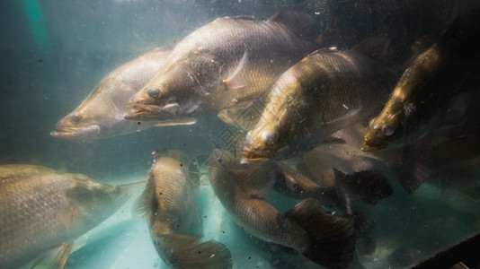 太平洋捕快鱼生活在水族馆游泳的野生动物图片