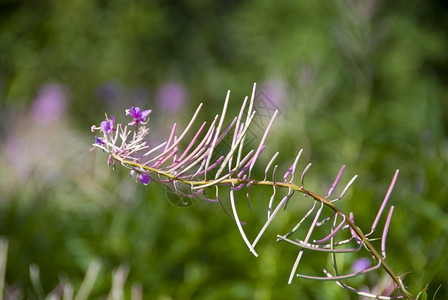 场地泰道沙克蓝色的魁北塔多萨田地的一朵鲜花图片