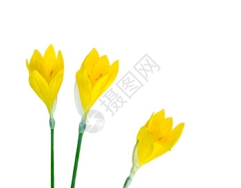 三朵黄色番红花三朵黄色番红花上白孤立自然盛开快乐的图片