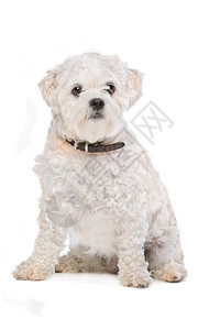 白色背景面前的混合品种狗白人背景面前的混合品种狗动物宠正面图片