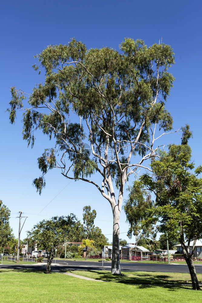 英格伍德本国的上市Myrtaceceae家族在澳大利亚昆士兰Inglewood公园的一个中生长的高和成熟幼树图片