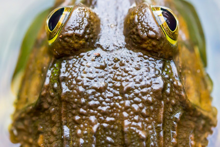 婴儿水池塘中的青蛙自然图片