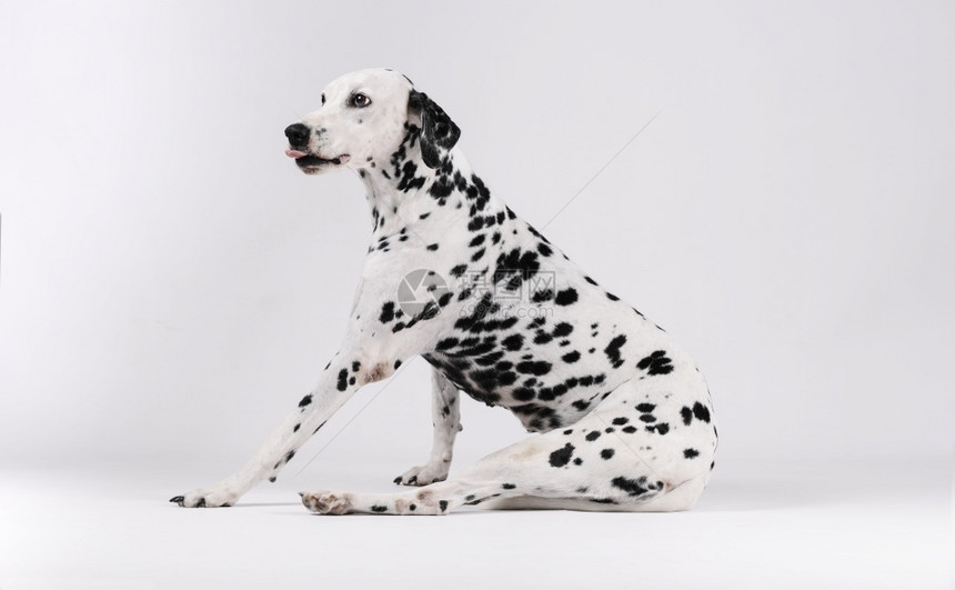 室内的纯种犬类Dalmatian狗坐在白背景的孤立边上图片