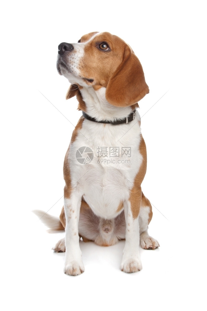 一种BeagleBeagle狗在白色背景面前打猎图片