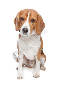 我是BeagleBeagle狗在白色背景面前宠物动背景图片