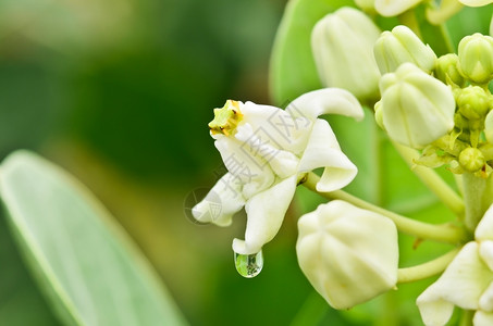 花植物巨茶型印度乳草高清图片