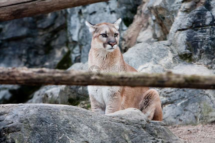 坐着在岩石中间的野生美洲狮猫科动物彪马图片