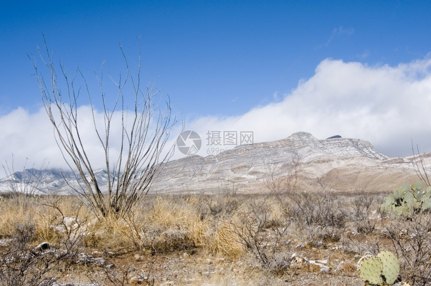 天气沙漠雪多肉植物山脉图片