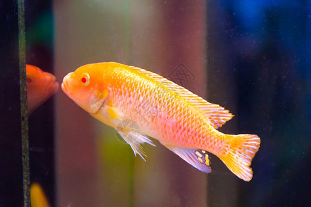 奥隆阿波蓝水中的青叶鱼照片奥诺卡拉水族馆底部背景