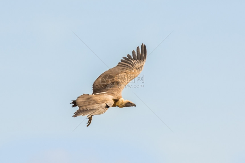 清除世界老秃鹰在飞行中途翔长翅膀伸展秃鹫航班图片