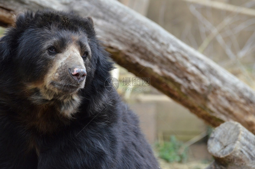 黑熊的表情一副奇妙眼神极好动物岩石图片