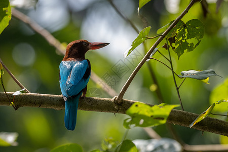 翠鸟亚洲美丽的印度喀拉河背水中一只白喉海王鸟围在树枝上图片