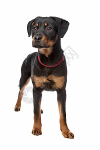 白色背景面前的罗特韦勒小狗威纳犬国内的正面图片
