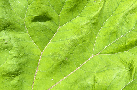 质地支撑植物共同黄油月刊杂志背景图片