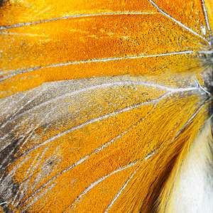 颜色脆弱的阮詹自然质地由橙蝴蝶翅膀背景衍生而来背景
