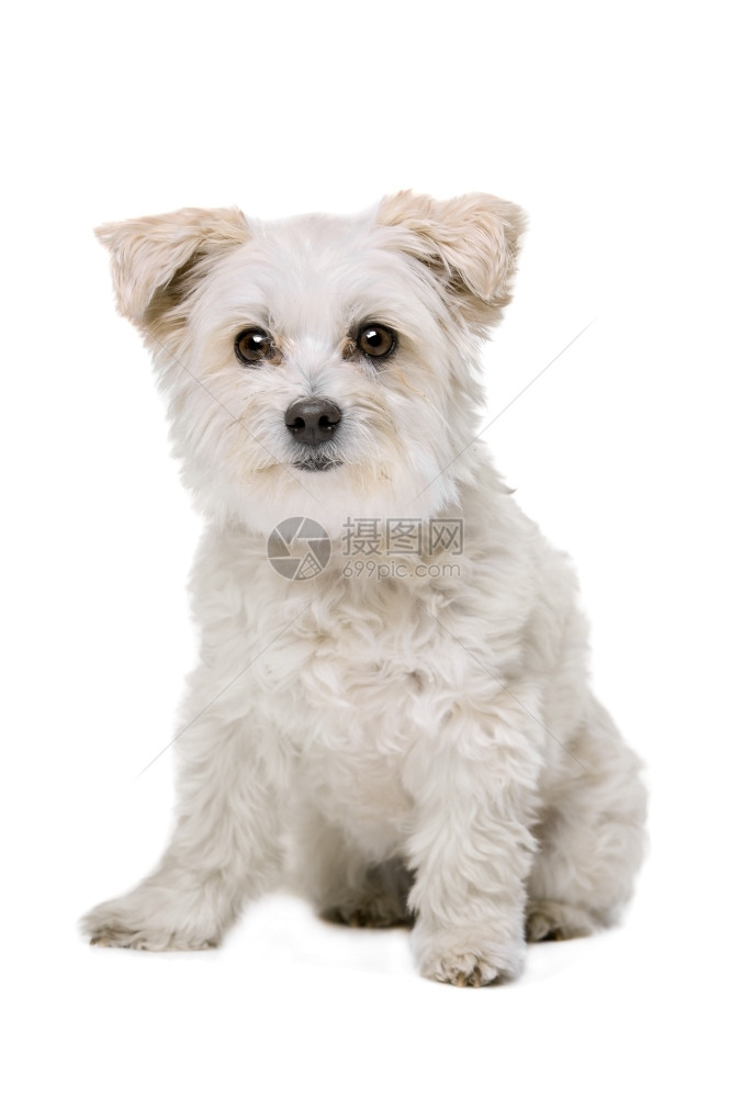 正面柔软度白色背景面前的混合品种狗白人背景面前的混合品种狗图片