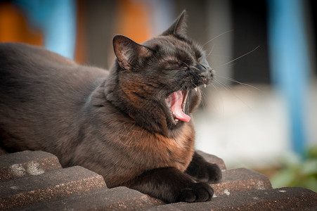 户外的猫打哈欠户外打哈欠的猫背景