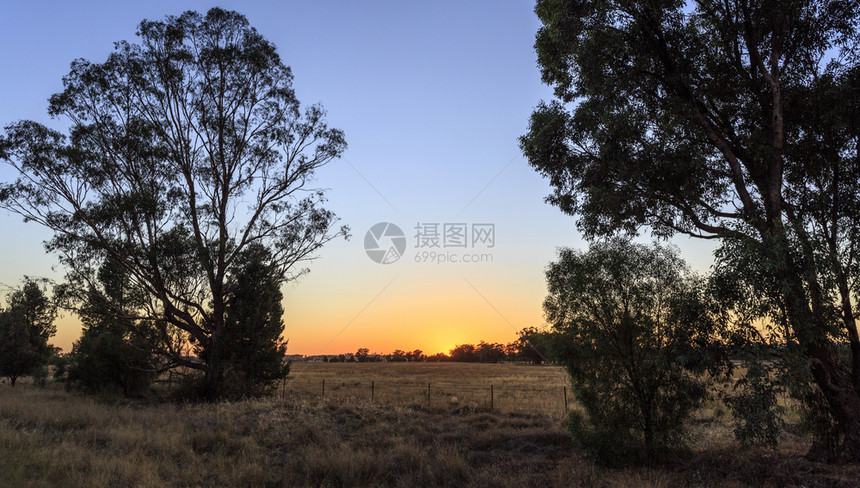 纽厄尔靠近清晨日出时分新南威尔士州中部帕克斯附近的纽维尔高速公路上桉树图片
