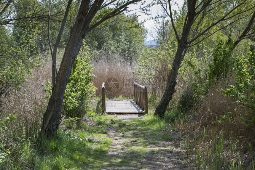 自然木制的安达卢西亚春天在班牙和阿卢亚森林背景的木桥上图片