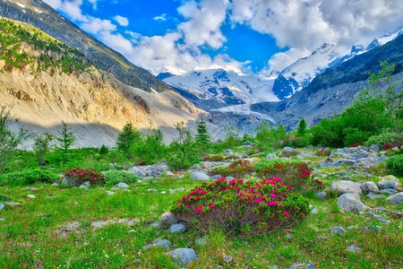 山下的绿植和花朵图片