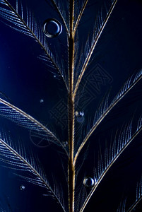 微生物学羽毛的光银放大图片