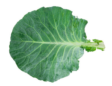 单身的食物新鲜绿色菜叶素食主义者图片