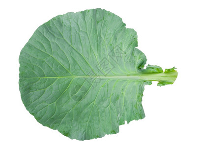 植物新鲜绿色菜叶维生素卷心图片