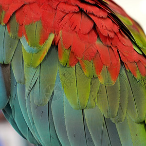 美丽的鹦鹉羽毛缝合飞行动物翅膀图片