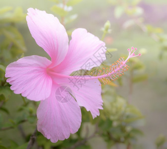 锦葵复古的粉色背景图片