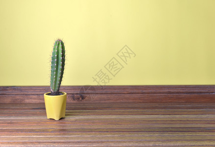 黄锅上的仙人掌放在黄色内墙前的木地板上装饰盆栽室内背景图片