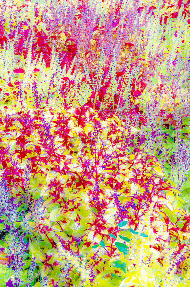 锦紫苏户外装饰Coleus植物叶的多彩插图图片