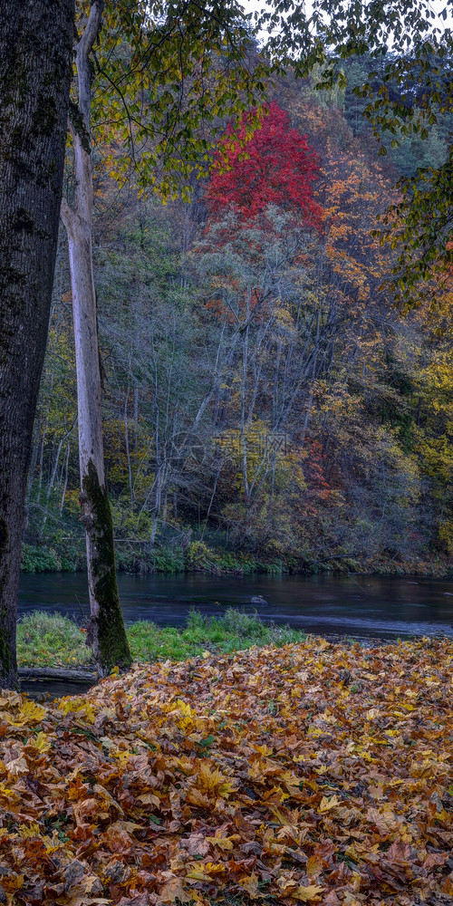 Puchkoriai风景保留地金秋天时间在维尔尼亚河附近水金的红色图片