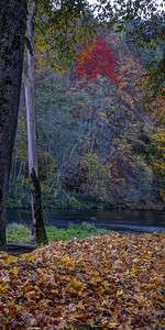 Puchkoriai风景保留地金秋天时间在维尔尼亚河附近水金的红色背景